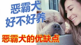 吐槽某知名宠物网络科技公司的鸡肋产品 第八期 猛犬俱乐部